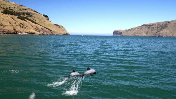 Una alegre manada de delfines de Héctor saltando