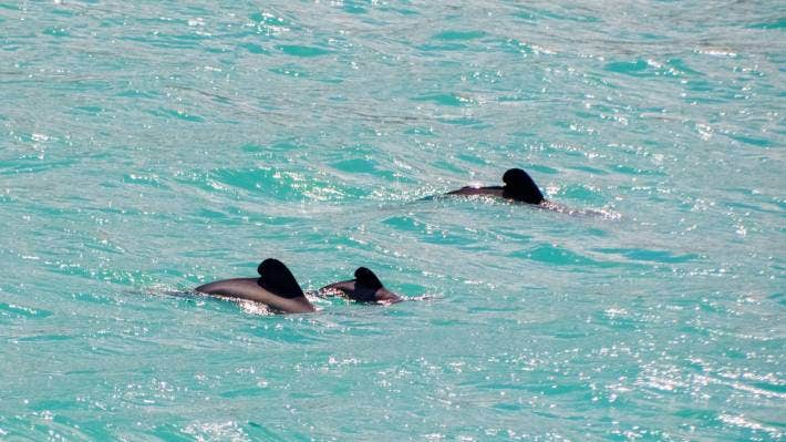 Los delfines de Māui ahora están en peligro crítico de extinción