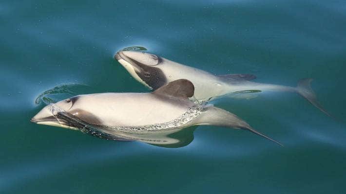 Delfines de cabeza blanca