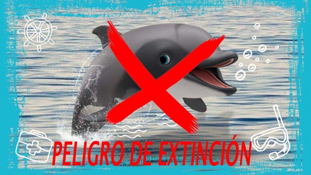 delfines héctor en peligro de extinción