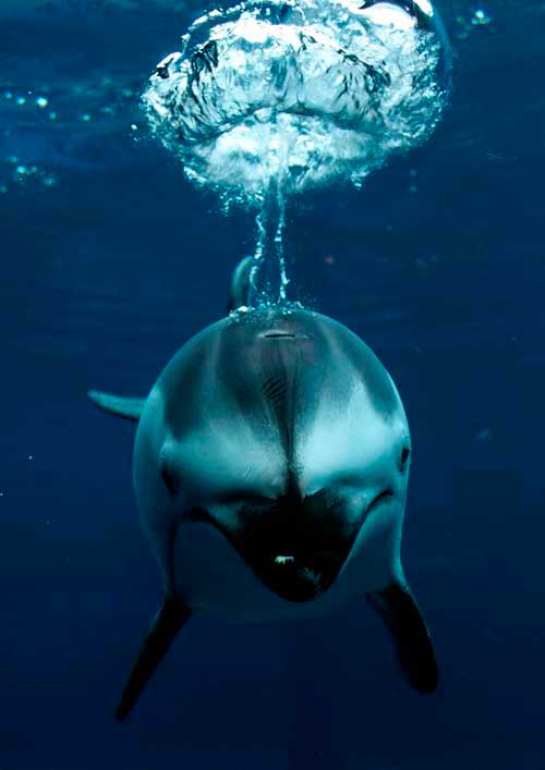 delfín de Maui respirando