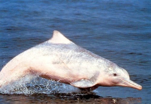 Delfín jorobado del estrecho de Taiwán oriental