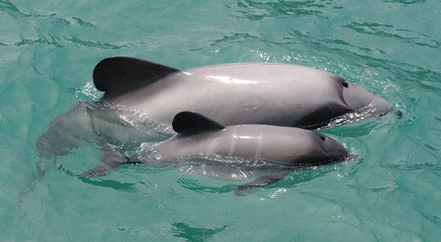 baby Hector's Dolphin