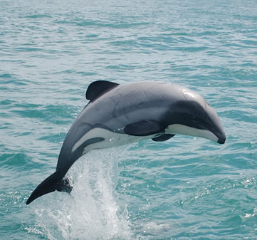 Delfín de Maui