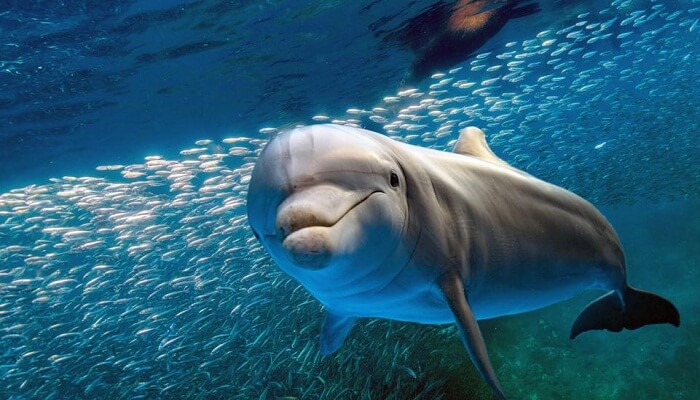 delfines en peligro de extinción