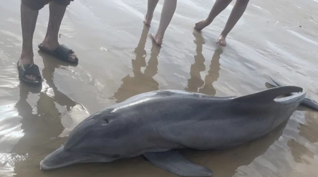 delfin varado