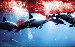 extincion delfines